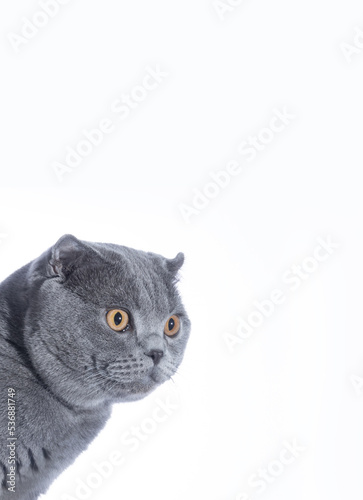 Scottish fold cat isolated on white background