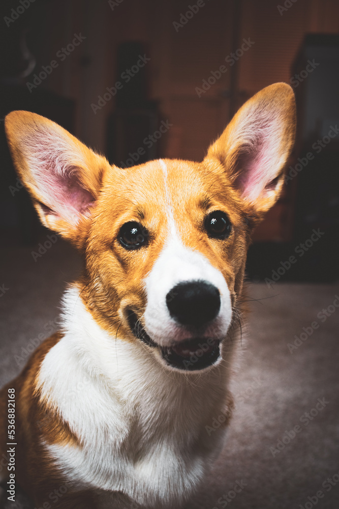 Happy Corgi Happy Corgi