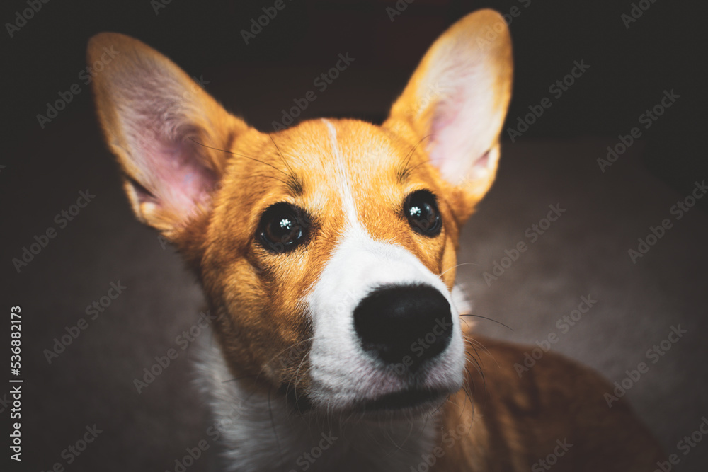Happy Corgi Happy Corgi