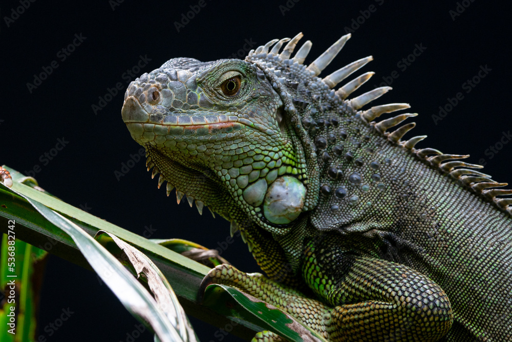 Close up of a green iguana with black background 