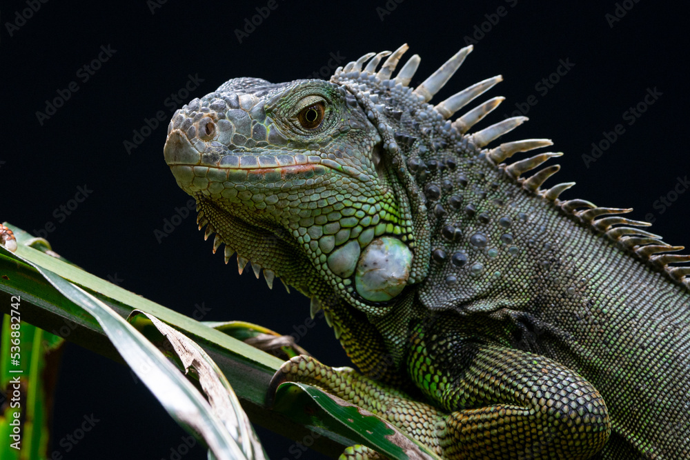Fototapeta premium Close up of a green iguana with black background 