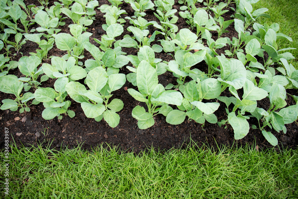 Kale at green lawn. Kale at green lawn.