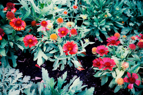 Colorful flowers with background.