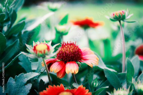 Colorful of flowers.