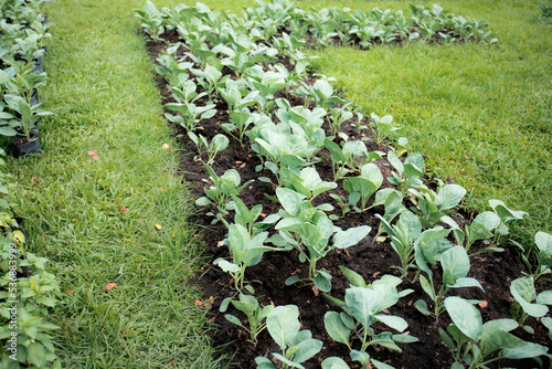 Kale on green lawn.
