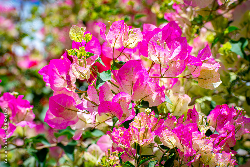 Pinkish Flower Pinkish Flower