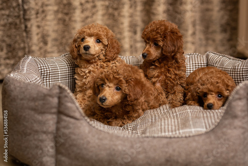 A group shot of adorable Poodle puppies. Very cute dogs. Cute little poodle puppies lie on a dog bed. Four adorable puppies with attractive appearance. 