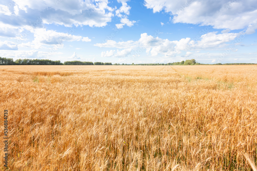 Yellow agriculture field with ripe wheat and blue sky with clouds over it. Field with a harvest. Background of ripening ears of wheat field and sunlight. Selective focus. Field landscape.