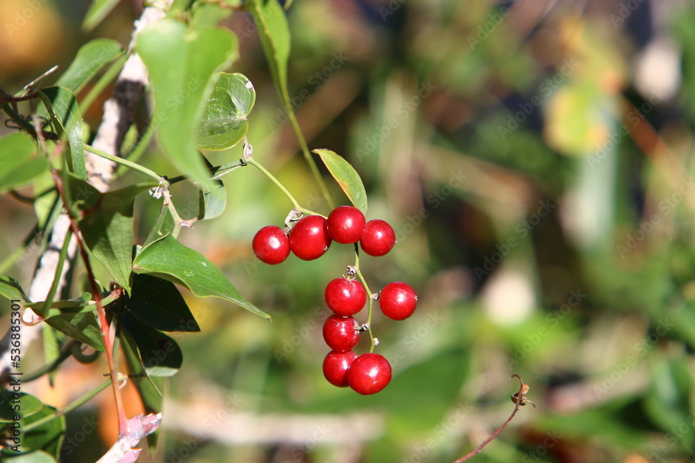 Wild and inedible berries on trees in a city park