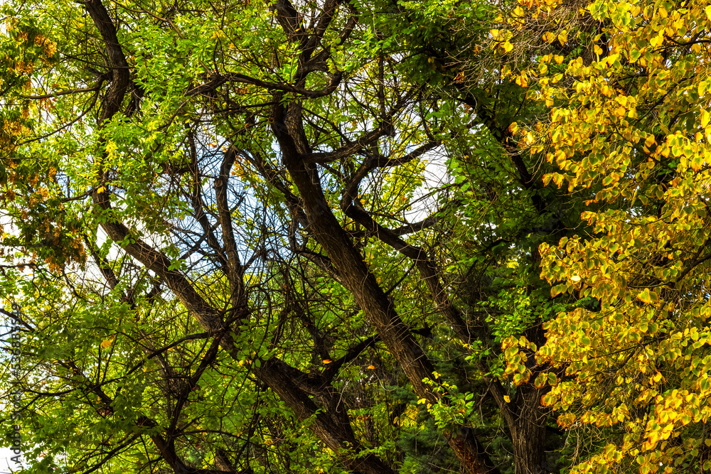 Fototapeta premium The Woods
