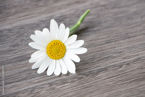 木製のテーブルの上に置かれた一本の小さなマーガレットの花のアップ マクロ 背景