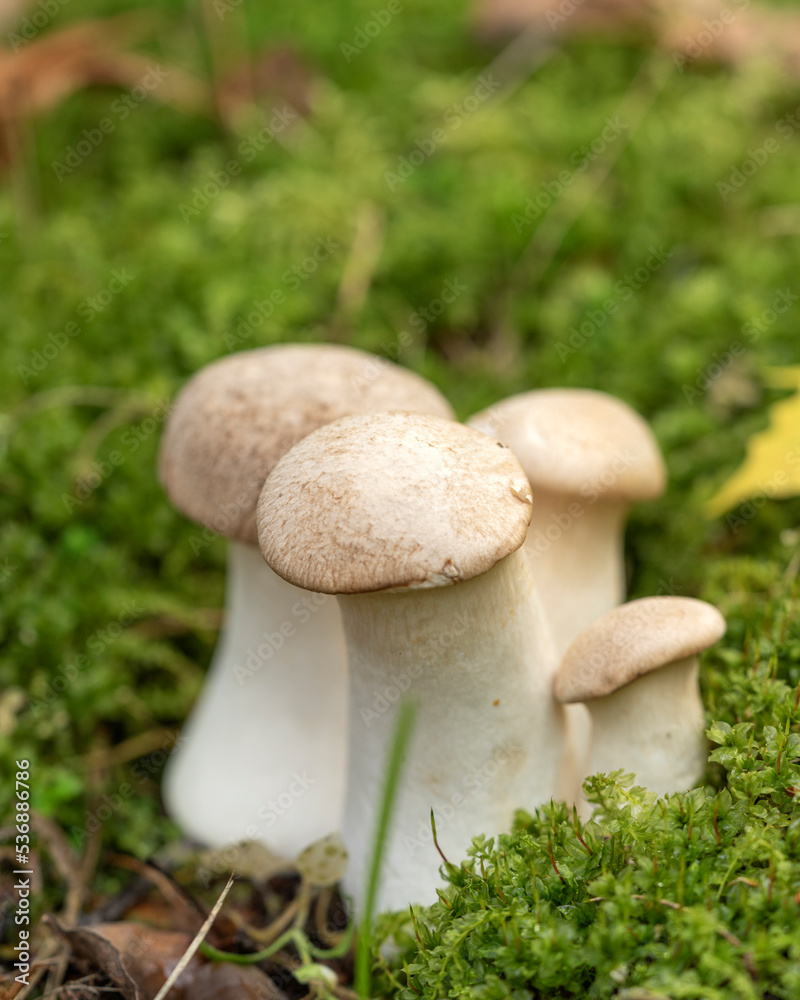 Forest mushrooms in the forest on a natural background. Closeup photo Forest mushrooms in the forest on a natural background. Closeup photo