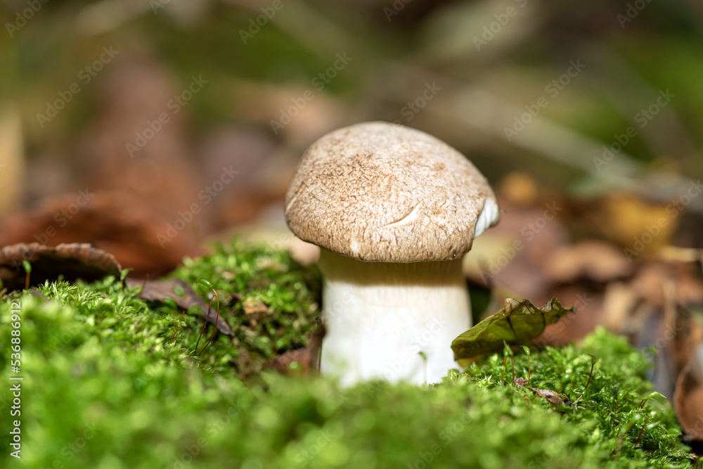 Forest mushrooms in the forest on a natural background. Closeup photo Forest mushrooms in the forest on a natural background. Closeup photo