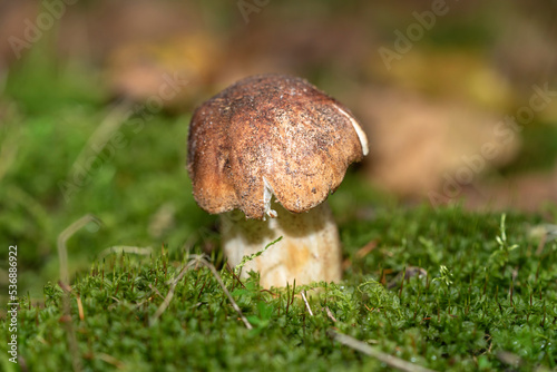 Forest mushrooms in the forest on a natural background. Closeup photo