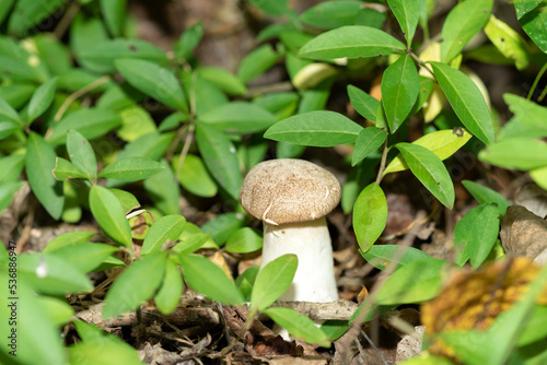 Forest mushrooms in the forest on a natural background. Closeup photo