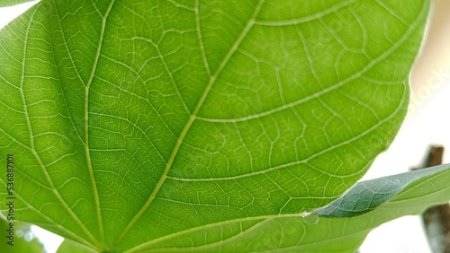 green leaf background