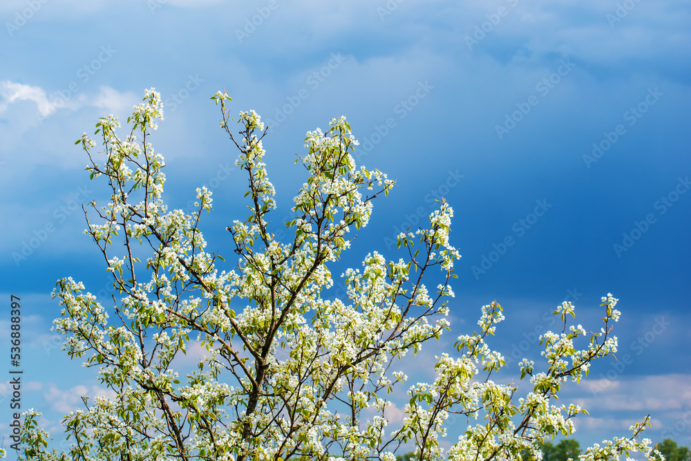 Pear does not bloom with white flowers in spring. Pear does not bloom with white flowers in spring.