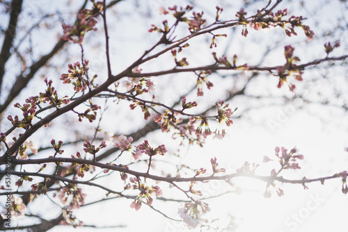 桜 © Hiro