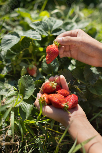 hands with fresh strawberries collected