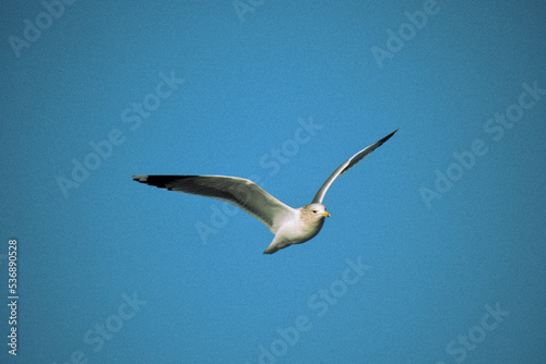 seagull in flight