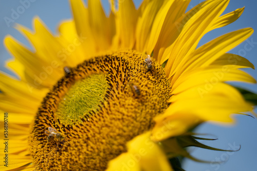 Sunflower covered in bees.