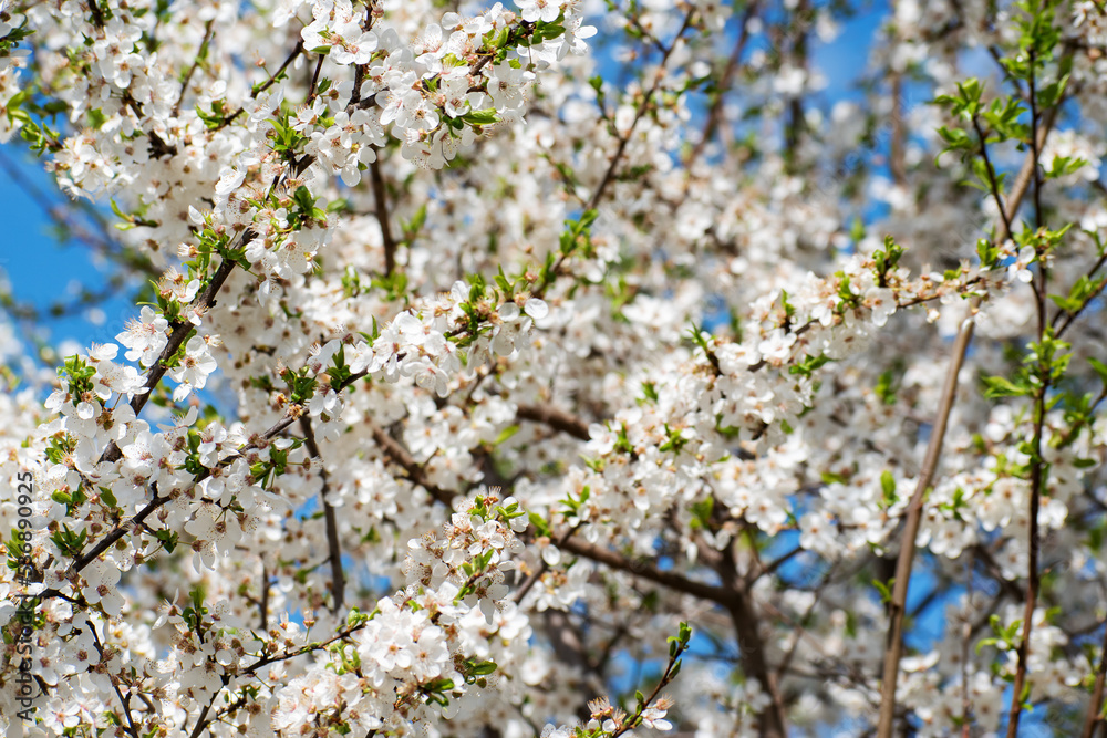 Spring background with plum blossoms. many little white flowers on a branch. Spring background with plum blossoms. many little white flowers on a branch.