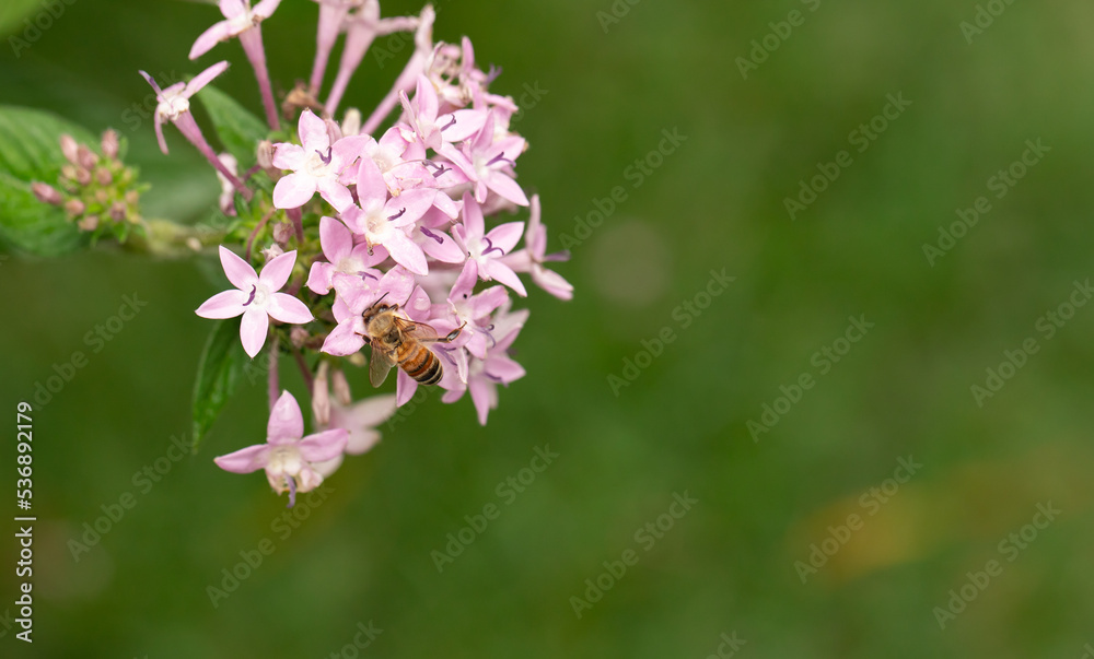 Honey Bee Gathering Pollen from Pink Penta Flowers Honey Bee Gathering Pollen from Pink Penta Flowers