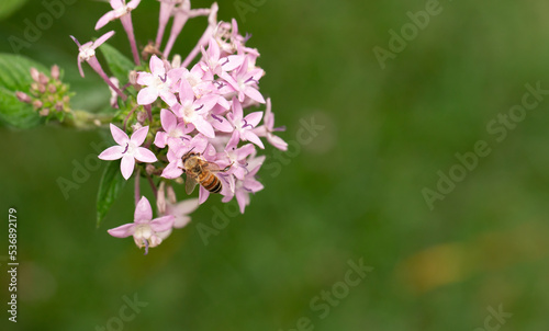 Honey Bee Gathering Pollen from Pink Penta Flowers
