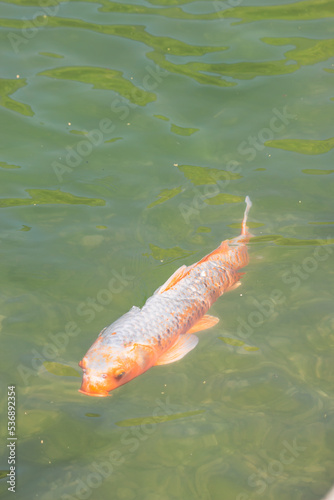 Large white and orange koi fish swimming underwater in the clean city pond. Wild carp underwater. Nature background.