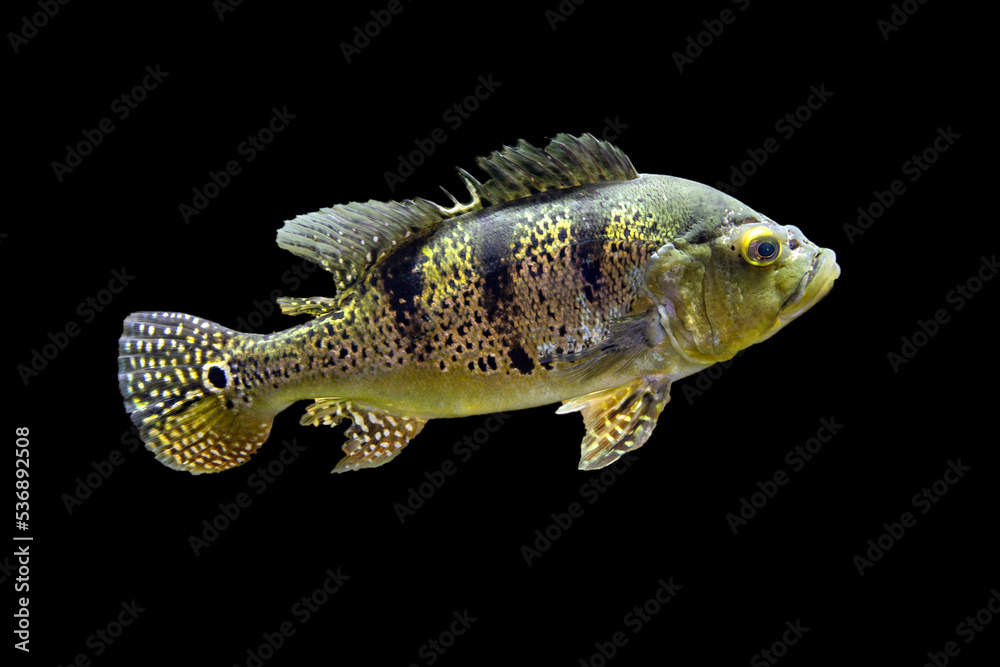 Fototapeta premium Fish cichla kelberi macropomum on black background
