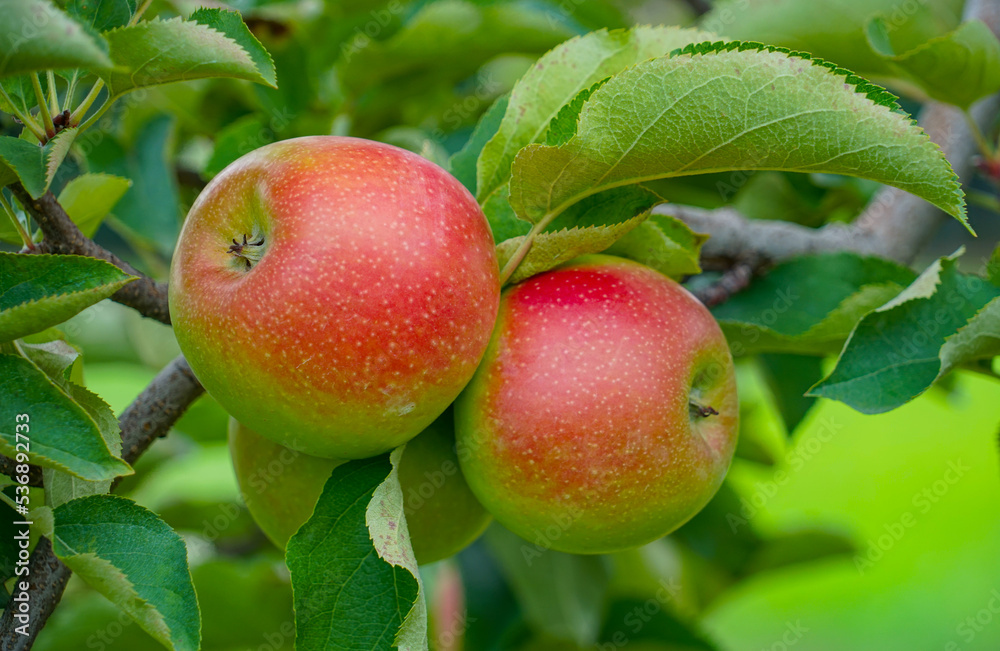 Obraz premium red apples on the tree in harvest season