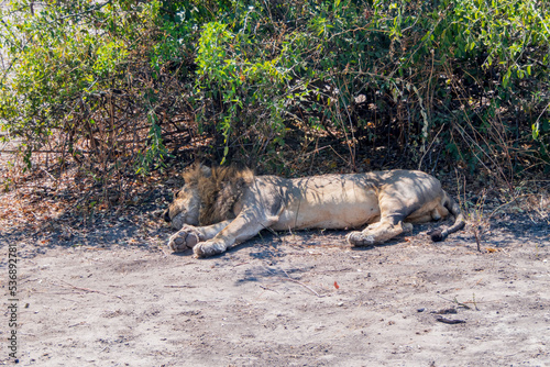 Big lion close-up resting in the shade during the midday heat