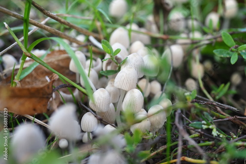 small white mushrooms in the grass close-up autumn