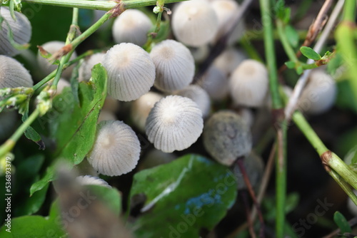 small white mushrooms in the grass close-up autumn