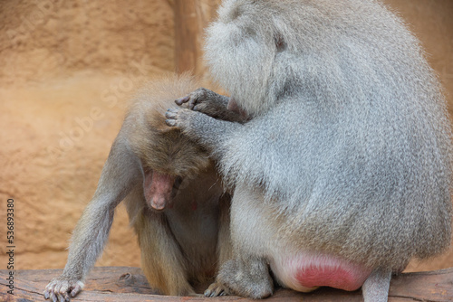 Two baboons sitting together and delousing photo