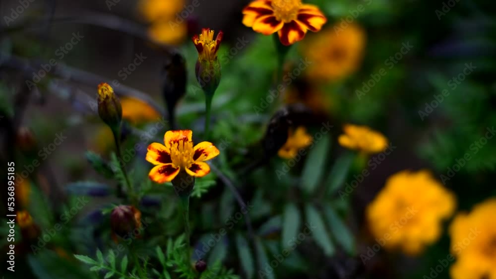 Autumn marigolds bloom and sway in the wind. Autumn marigolds bloom and sway in the wind.