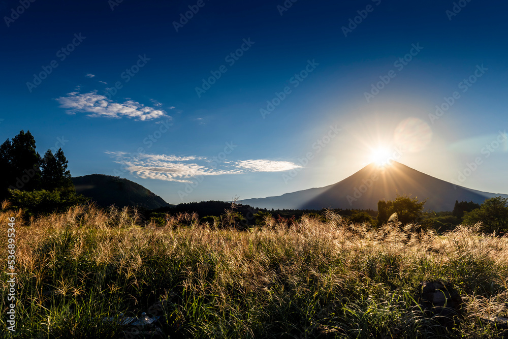 静岡県富士宮市の朝霧高原の朝のススキの草原とダイヤモンド富士