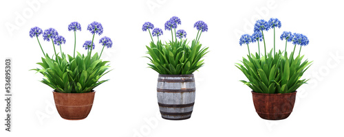 Fotografie, Obraz decorative flower in a pot isolate on a transparent background, 3D illustration,