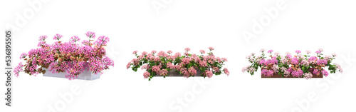 decorative flower in a pot isolate on a transparent background, 3D illustration, cg render