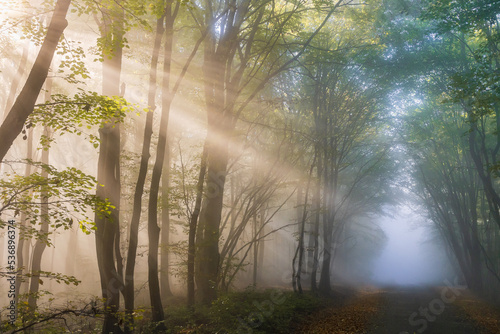 Fototapeta Naklejka Na Ścianę i Meble -  Foggy forest with sunrays in autumn season