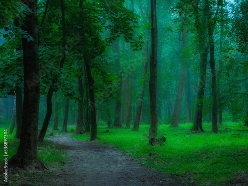 Morning forest in summer in thick fog. Dark gloomy woods, mysterious park. Strange place.