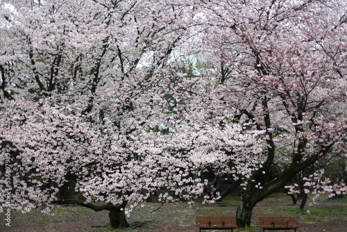 雨の日の満開の桜と公園のベンチ