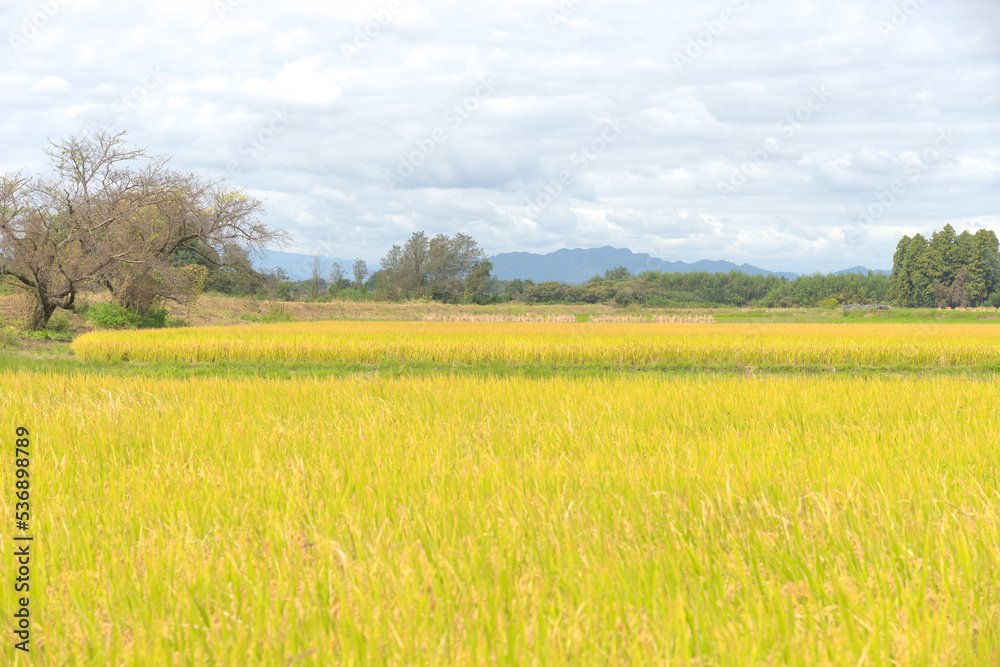 収穫時期を迎えた稲が広がる田舎の風景