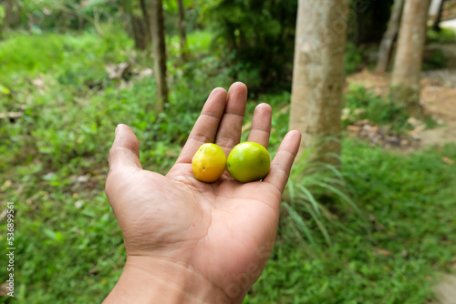 Fresh young walnuts in man's hands on blurred background