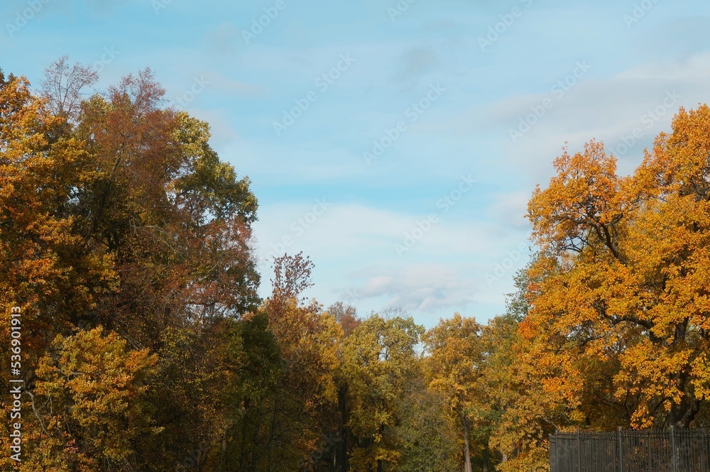 autumn in the park