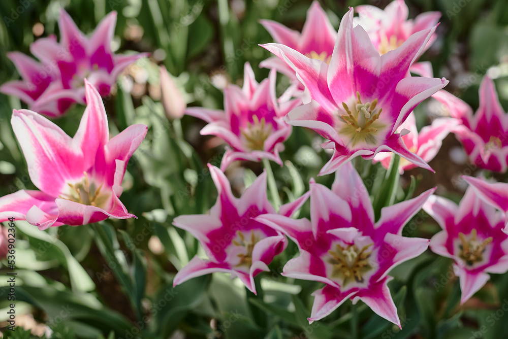 Lily tulip flowers of purple and white color. Garden during spring season Lily tulip flowers of purple and white color. Garden during spring season