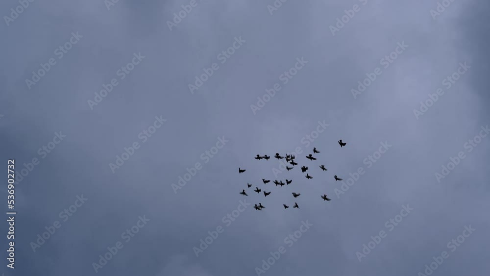 Flock of birds flies in distance against gloomy cloudy sky Flock of birds flies in distance against gloomy cloudy sky