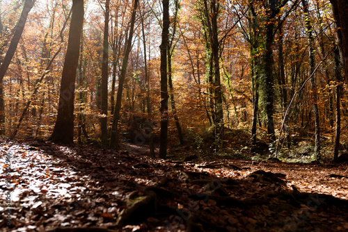 Autumn grove with orange leaves. Fageda d en Jord    beech forest.