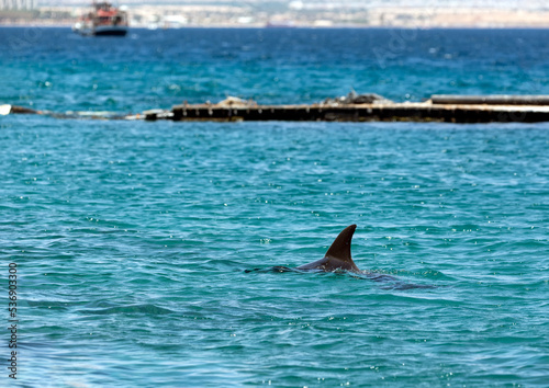 Blue water background with Dolphin fin. Dolphin swimming in Red Sea. Dolphins swim from the water. Beaked common dolphin scientific name Common bottlenose dolphin in the Gulf near the city of Eilat © Sabrina Umansky