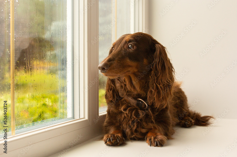Brown long haired dachshund dog looking out of the window
